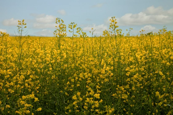 life-assure-is-proud-to-protect-saskatchewan-seniors