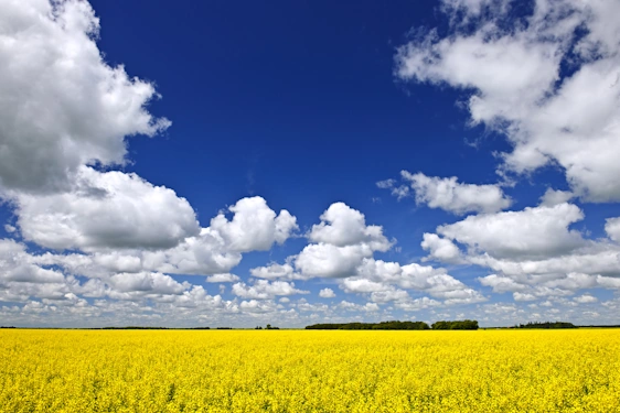 Manitoba prairie agricultural farm with blue sky and yellow fields